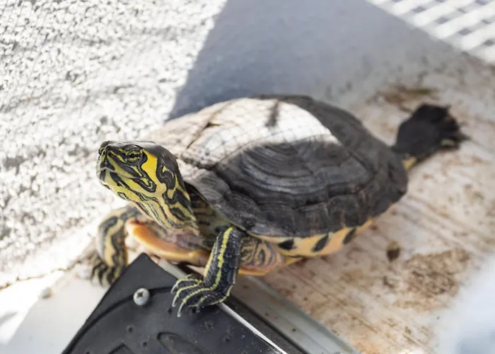 Dom wakacyjny Drago *